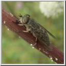 Tabanus bromius - Bremse 06b.jpg